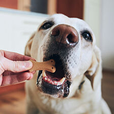 hand feeding treat to two dogs